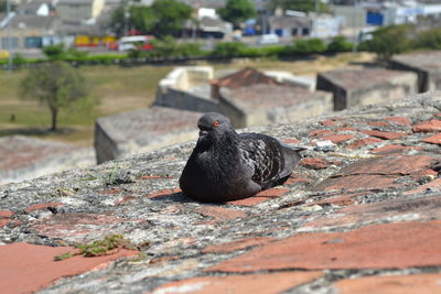 Close-up of pigeon outdoors