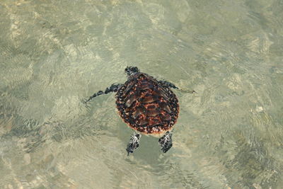 High angle view of crab swimming in sea