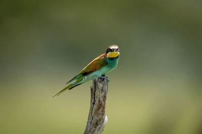 European bee-eater on tree stump eyeing camera