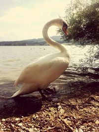 View of swan on lakeshore