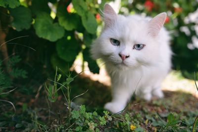 Close-up portrait of cat