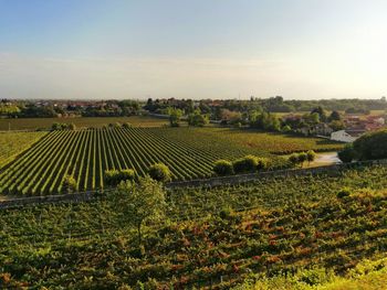 Scenic view of vineyard against sky