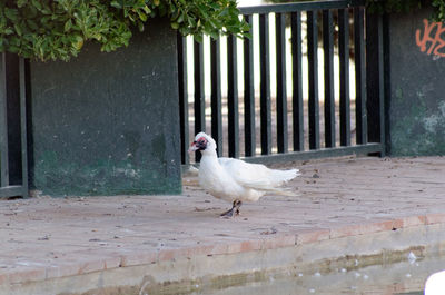 Bird perching on shore