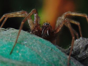 Close-up of insect