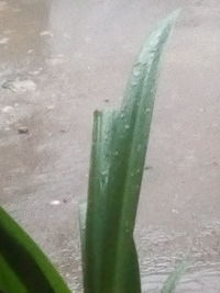 Close-up of wet leaf