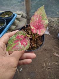 My collection caladium hybrid plant in mini garden