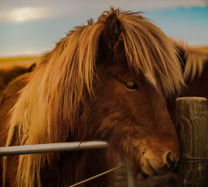 Close-up of a horse