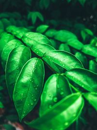 Close-up of wet plant