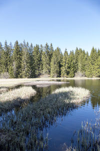 Scenic view of lake in forest against clear sky