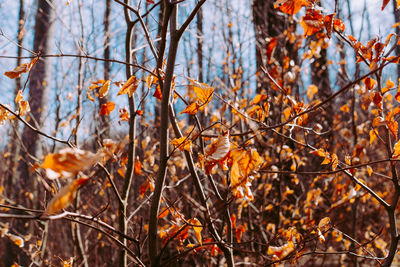 Close-up of autumn leaves on branch
