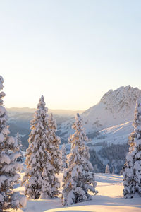 Winter nature landscape  with snow covered fir trees and mountain range on the background