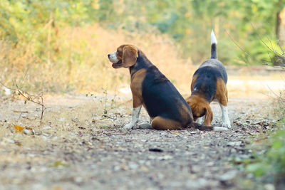 Dogs looking away on field