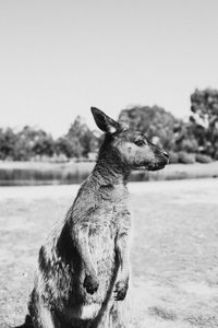 Kangaroo away on field against sky