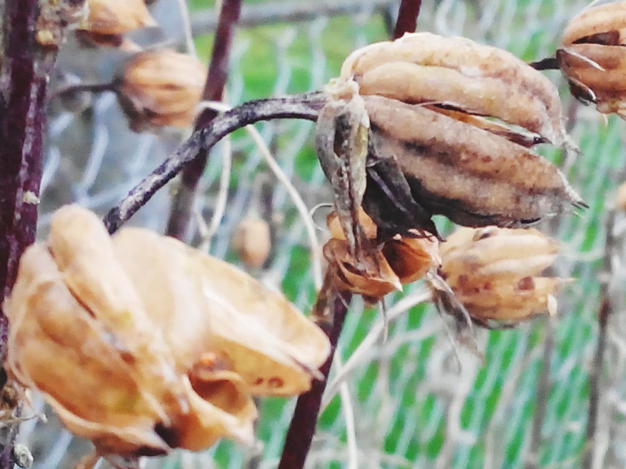 focus on foreground, food and drink, food, close-up, holding, person, day, outdoors, selective focus, animal themes, tree, brown, dry, part of, leaf, nature, mushroom, cropped