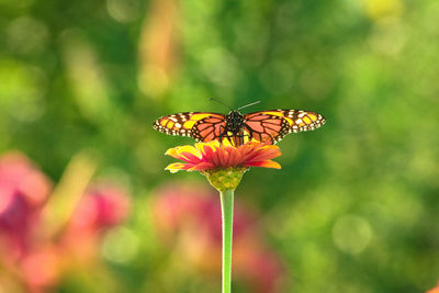 Close-up of butterfly pollinating on flower