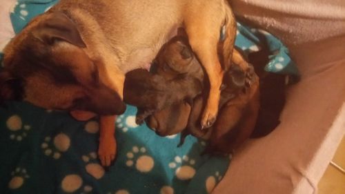 Close-up of dog sleeping at home