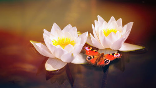 White water lily and red butterfly with nice reflections