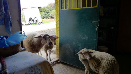 Sheep with lamb standing by open door in shed