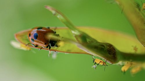 Close-up of ant on leaf