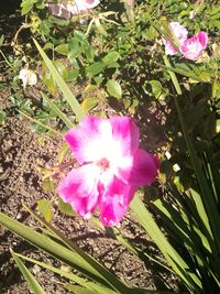 High angle view of pink flowering plant