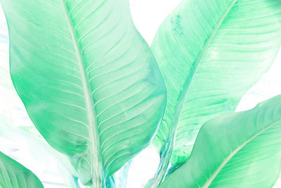 Close-up of green leaves