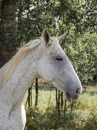 Close-up of an animal against blurred background