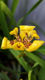 Close-up of yellow flowering plant