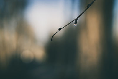 Close-up of water drops on twig