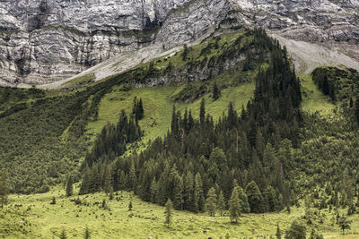 Pine trees in forest