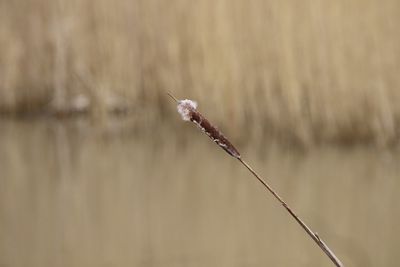 Close-up of a cattail 