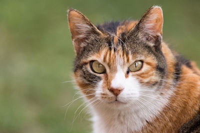 Close-up portrait of cat