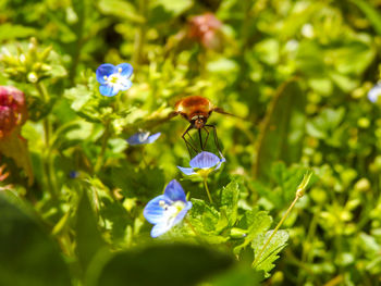 Close-up of insect on purple flower