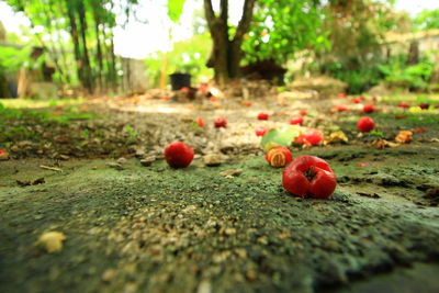 Close-up of cherries on land