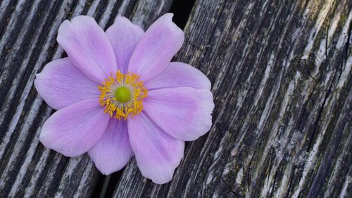 Close-up of pink flower blooming outdoors