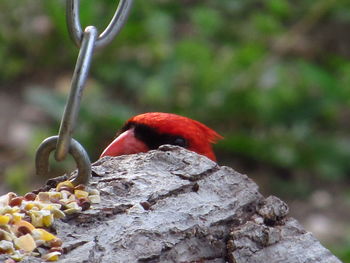 Close-up of parrot perching on tree