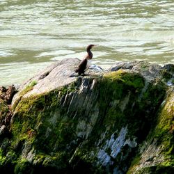 High angle view of bird on rock by sea