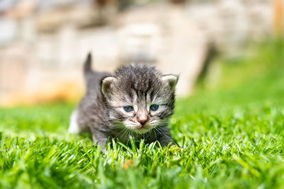 Portrait of a kitten in a field