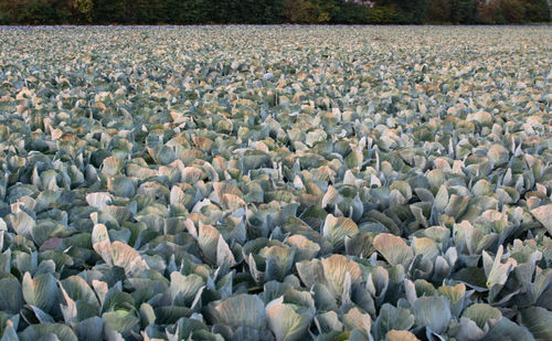 Cabbage field in the cabbage growing