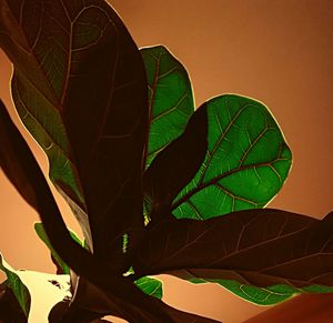 Low angle view of plant against clear sky