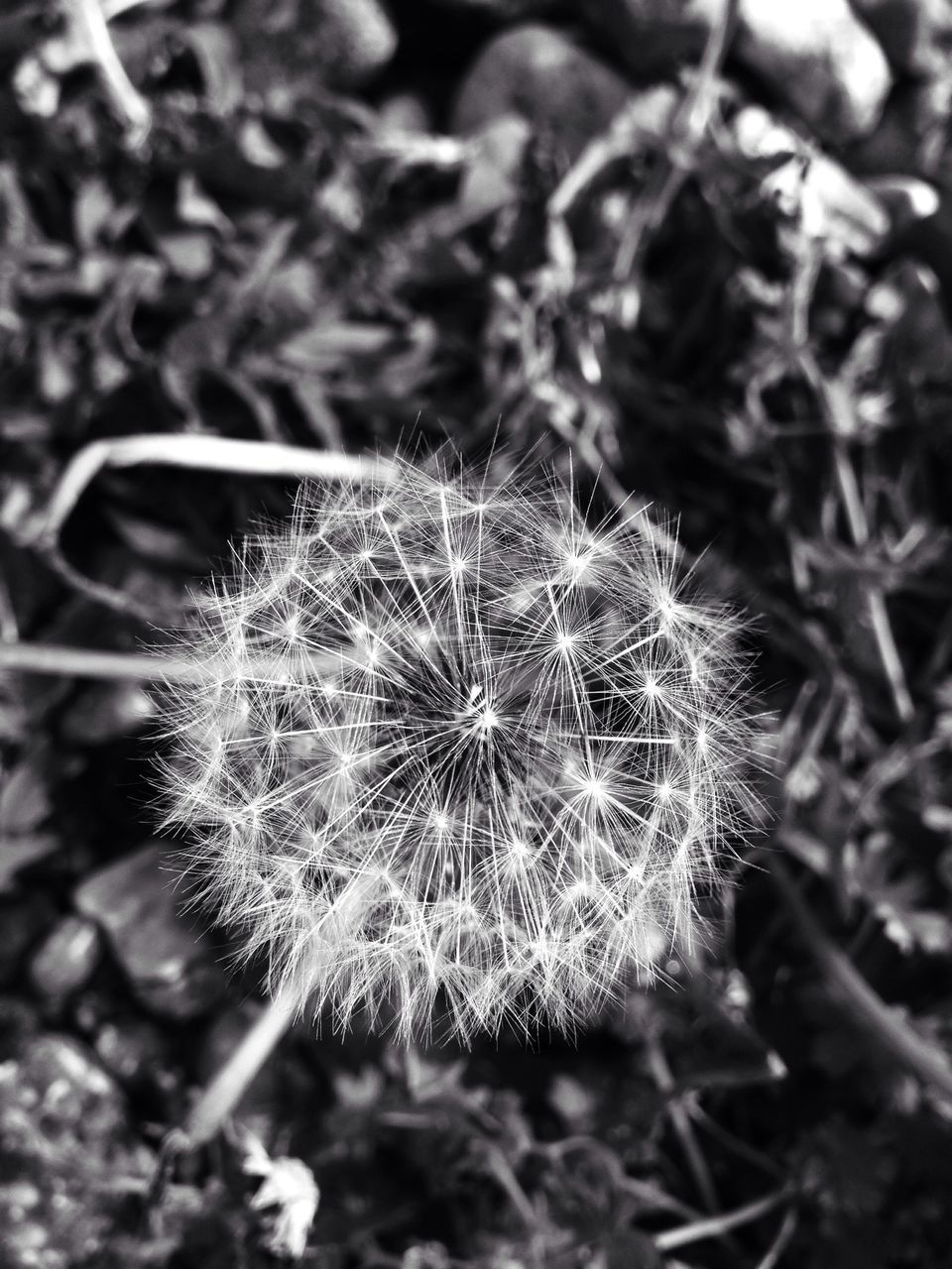 flower, growth, dandelion, fragility, close-up, focus on foreground, flower head, plant, nature, freshness, beauty in nature, uncultivated, single flower, outdoors, selective focus, day, stem, no people, wildflower, field