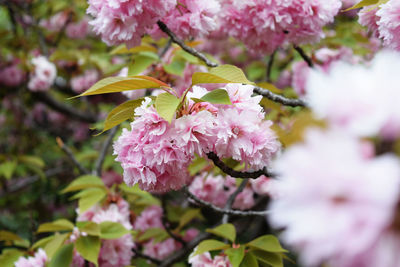 Close-up of pink cherry blossoms