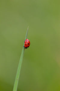 Beautiful black dotted red ladybug beetle climbing in a plant with green background and much space