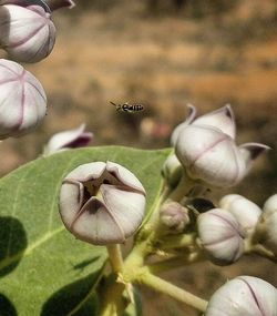 Close-up of bee on pink flowers