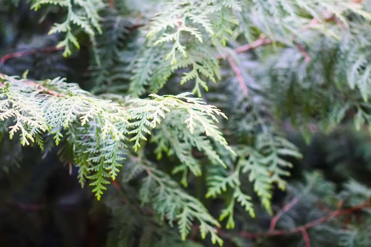 plant, tree, branch, nature, coniferous tree, green, spruce, pine tree, pinaceae, growth, beauty in nature, no people, leaf, fir, close-up, plant part, focus on foreground, day, outdoors, flower, selective focus, needle - plant part, christmas tree, fir tree, forest, frost, shrub, tranquility, evergreen tree, winter, evergreen, land