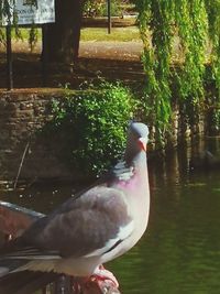 Close-up of bird in lake