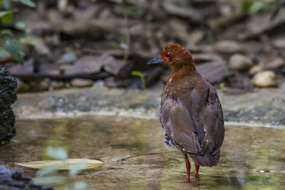 Close-up of bird perching on a land
