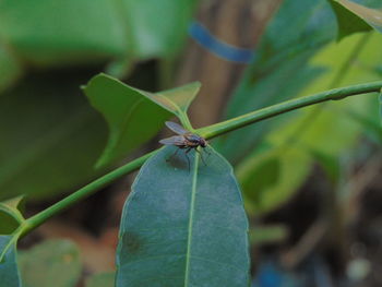 Close-up of insect on leaf