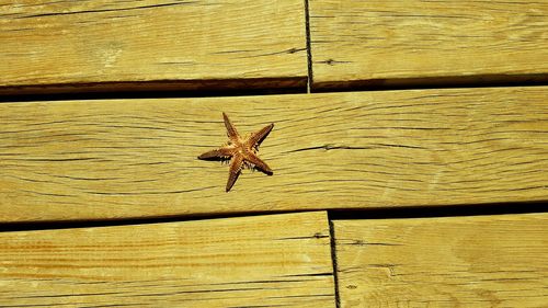 Close-up of lizard on wood floor