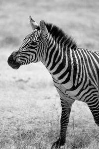 Side view of a zebra