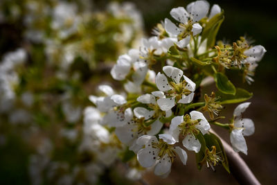 Close-up of white cherry blossoms